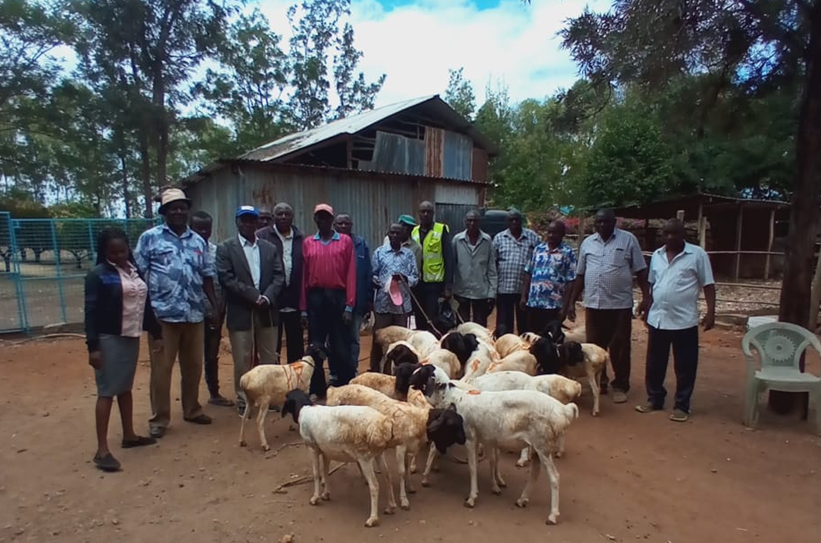Issuance of sheep to Gategi Wazee self help group...