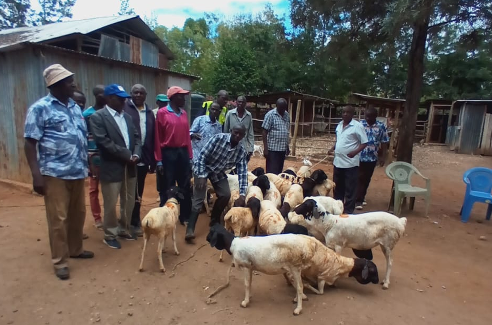 Issuance of sheep to Gategi Wazee self help group.