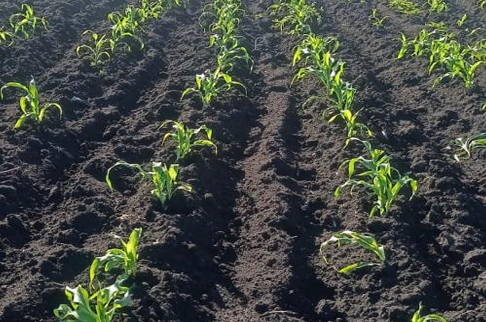 Maize plantation at Ntheeuni farm during the Long rains of March -April,,