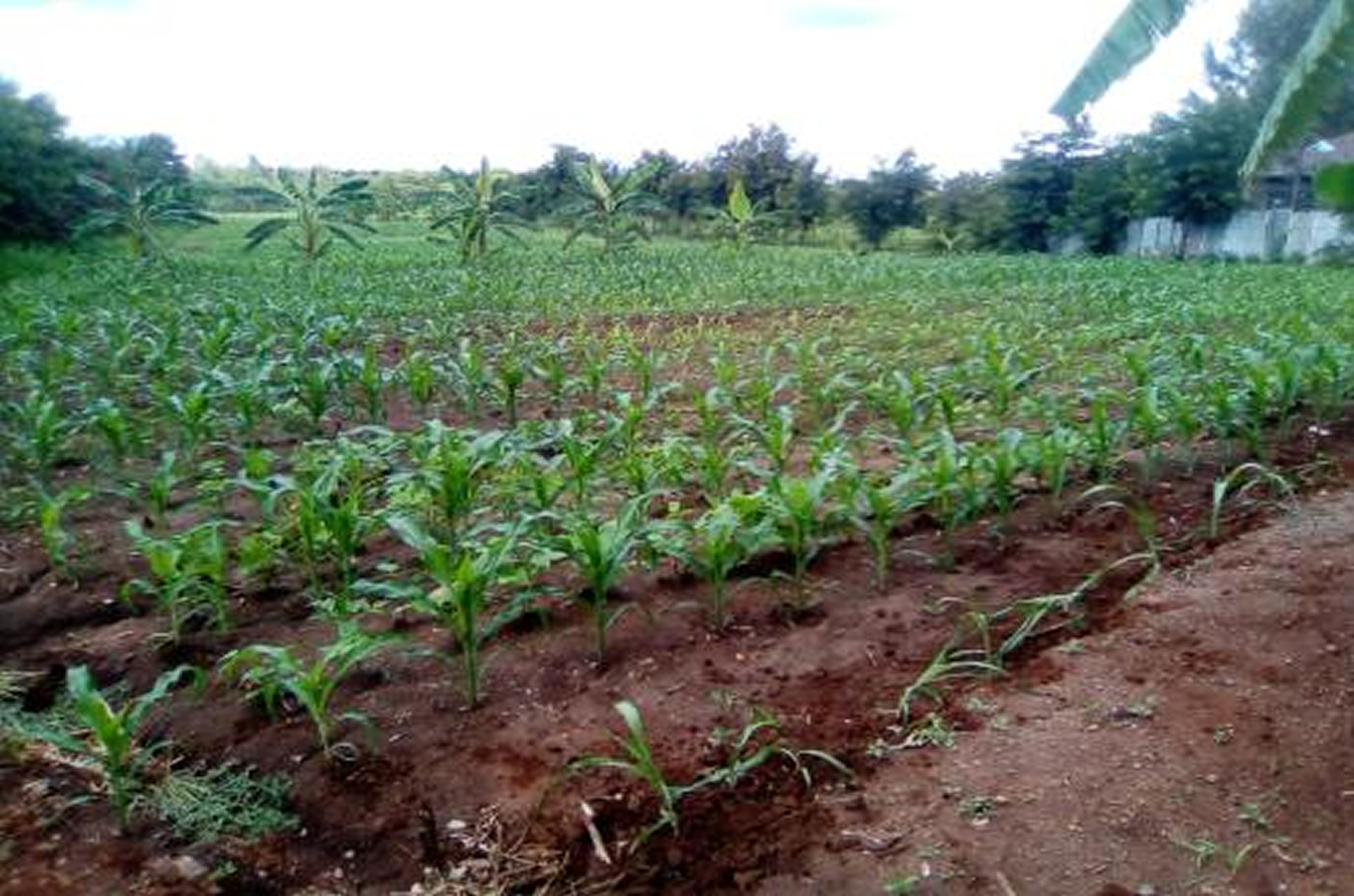 Maize plantation at Ntheeuni farm during the Long rains of March -April,.