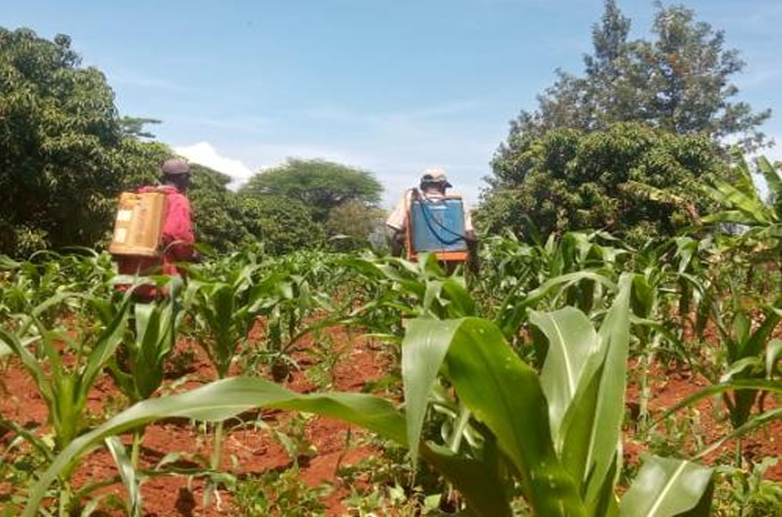 Spaying against insecticide on a Maize Plantation at Makindu Farm