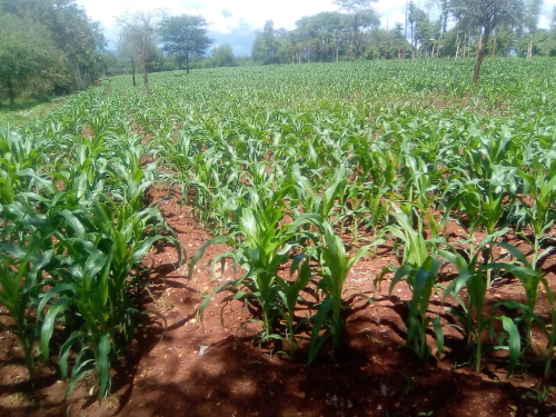 Maize crops at Makindu Farm
