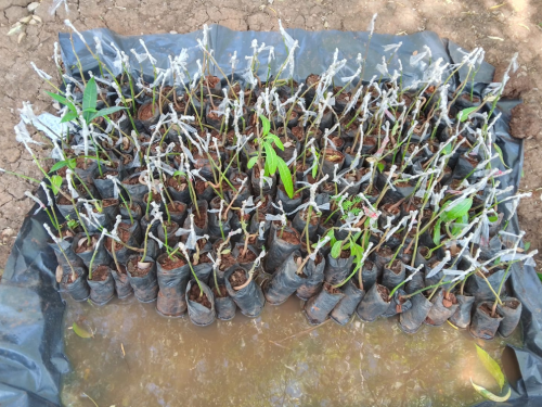 Ongoing grafting of mangoes at tree nursery.