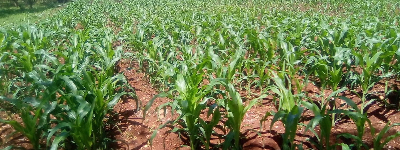 Maize crops at Makindu Farm