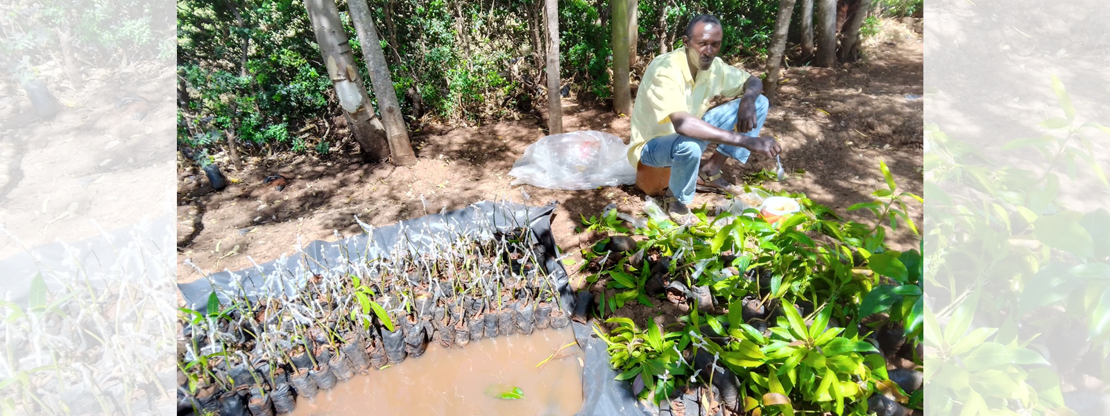 Ongoing grafting of mangoes at tree nursery