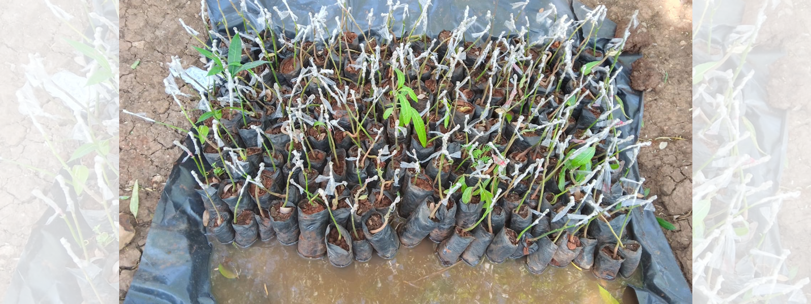 Ongoing grafting of mangoes at tree nursery.