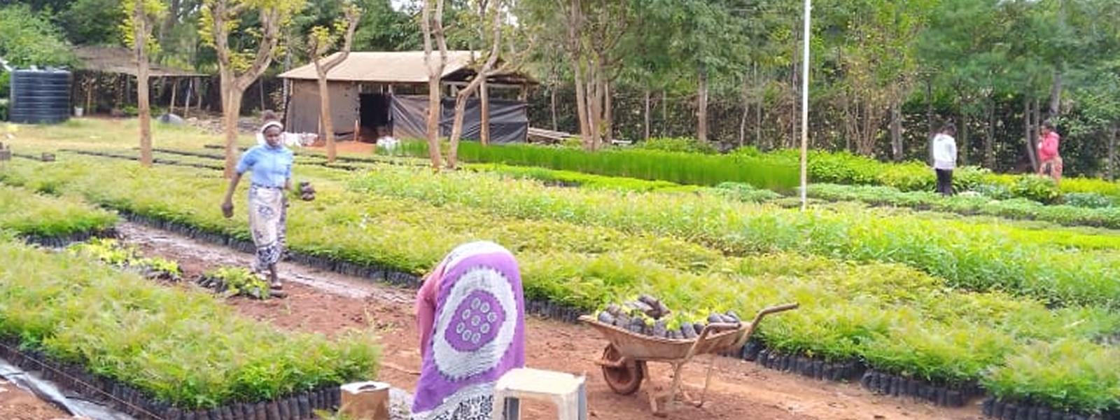 Casual workers at the Tree Nursery Plot