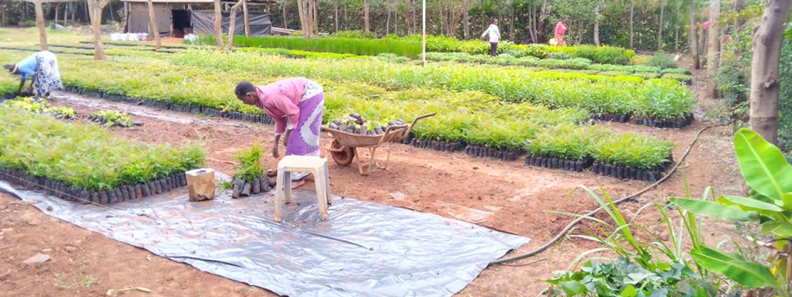 Ongoing works at Tree Nursery