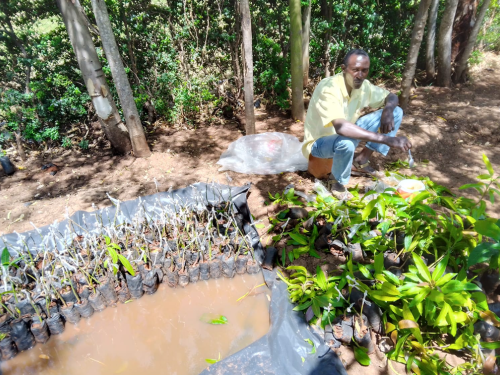 Ongoing grafting of mangoes at tree nursery