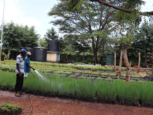 Ongoing watering of seedlings at the project's tree nursery.