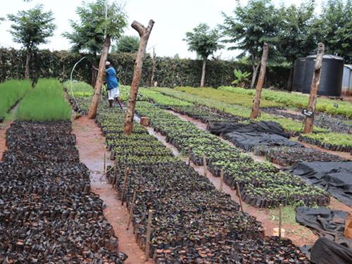 Ongoing watering of seedlings at the project's tree nursery