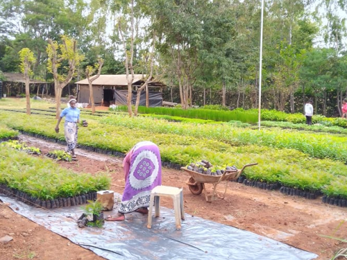 Casual workers at the Tree Nursery Plot