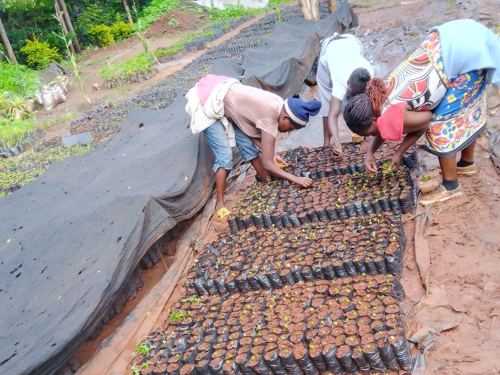 Casual workers at the Tree Nursery Plot