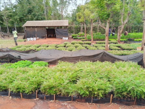 Seedlings at Tree Nursery