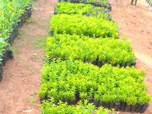 Ongoing works at tree nursery.