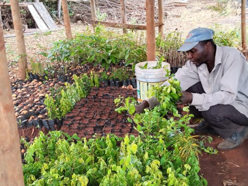 Ongoing works at Tree Nursery