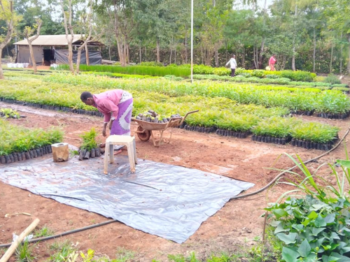 Ongoing works at Tree Nursery